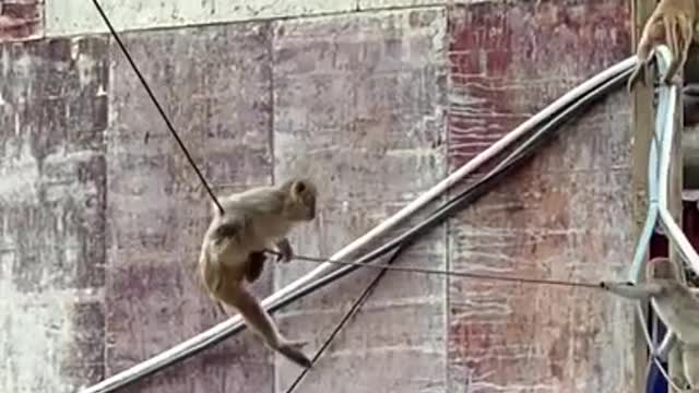 Monkey China & Funny Love monkey| Animals Love