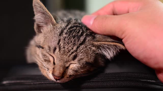 sleepy cat enjoy time