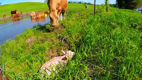 Mother cow asks for help.