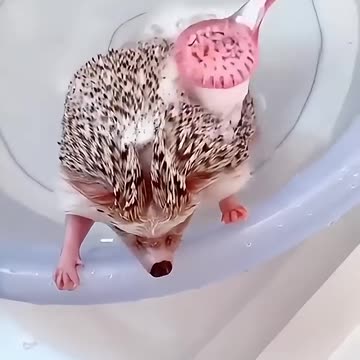 The girl adopted baby hedgehog in her house
