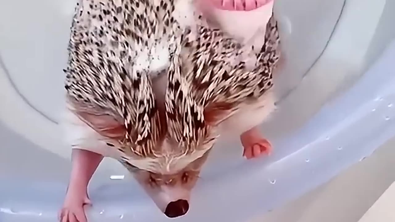 The girl adopted baby hedgehog in her house