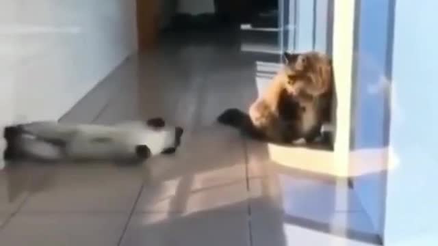 When two cats don't like each other ...!