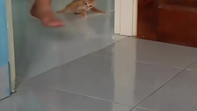 Cat runs after a man in slow motion