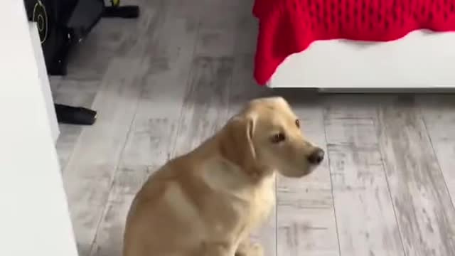 I thought it was a parrot).