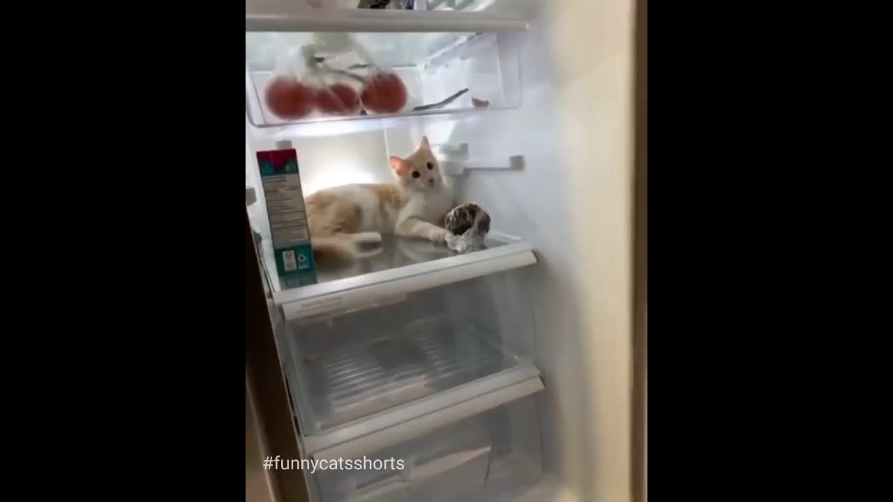 Everytime the fridge door opens