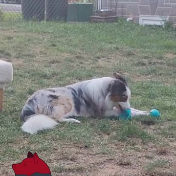 Got this great chew toy.....