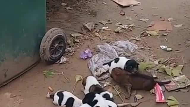 A group of super cute baby dogs