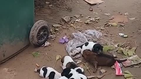 A group of super cute baby dogs