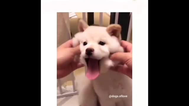 Cute & Funny Puppies 😍 Compilation #5