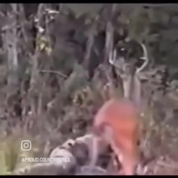Amazing classic clip☝️ I'll be in the deer stand first thing in the morning.