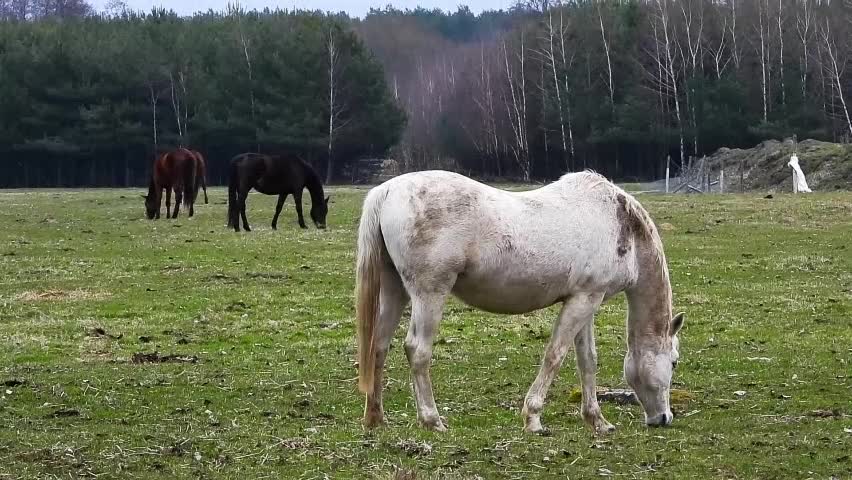 Animais Passeios