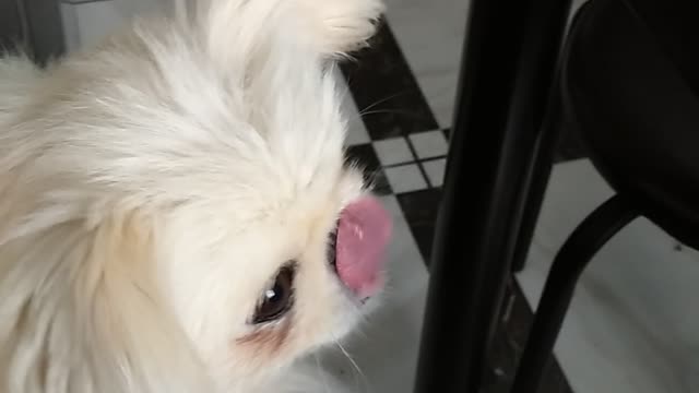 🐕