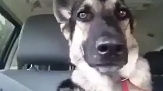 dog enjoying songs in car