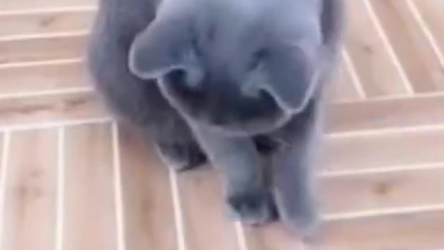 Funny cat montage will make you laugh out loud -cats