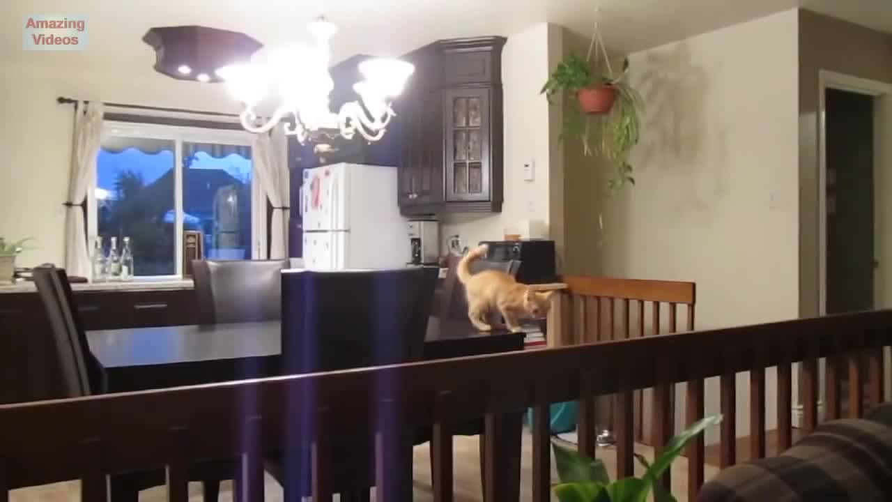 Funny Cat Jump Fail