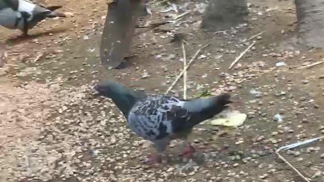 Pigeons looking for food everywhere