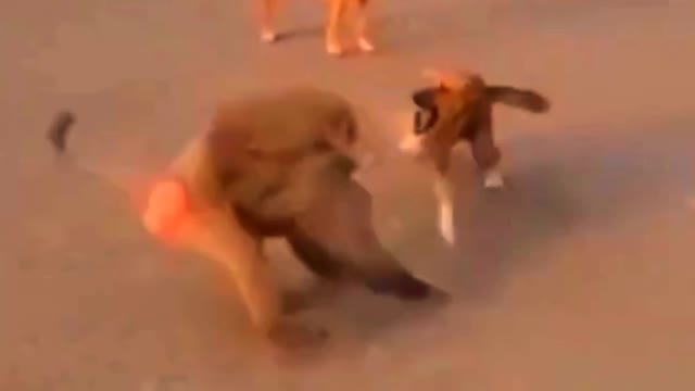 dog and monkey fight