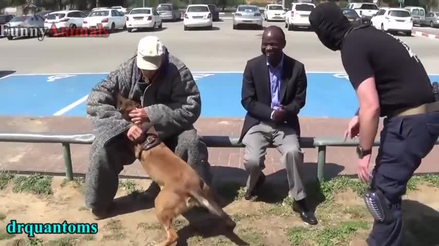 Dogs protect their owners powerful like a gun