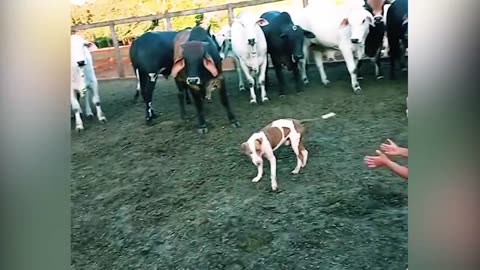 35 Animals save lives