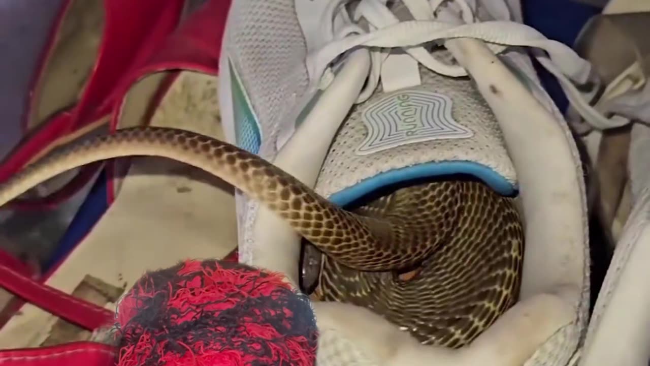 Snake has a shoe house?