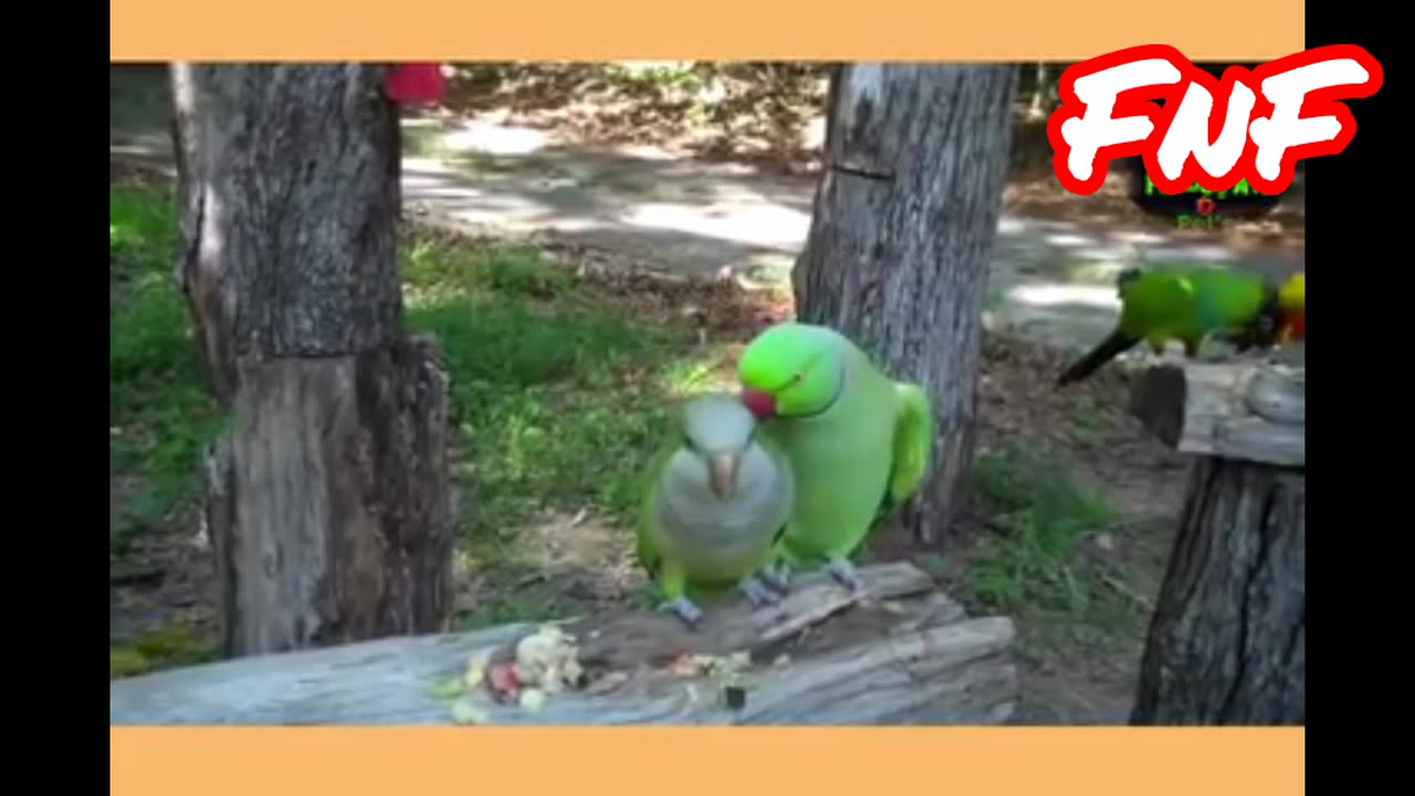 Talking birds.. Million views viral video...