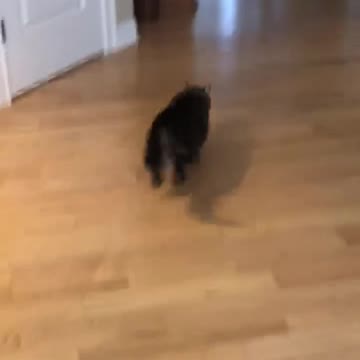 Scaredy cat does not like pressure cooker sounds.