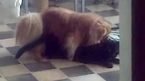 Dog banging pussy cat