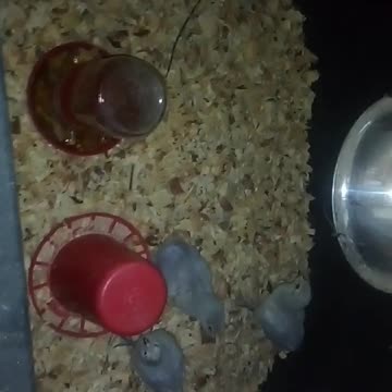 Chicks in a brooder Part 30