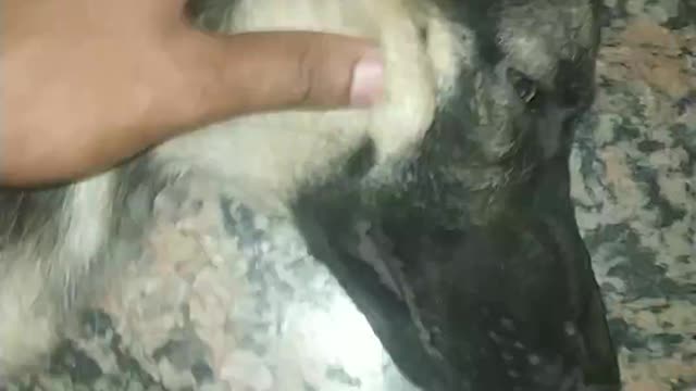 Dogs Love massage