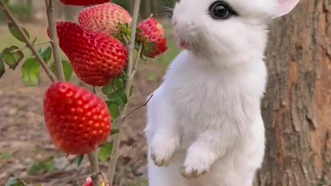 Cute rabbit ❤️❤️