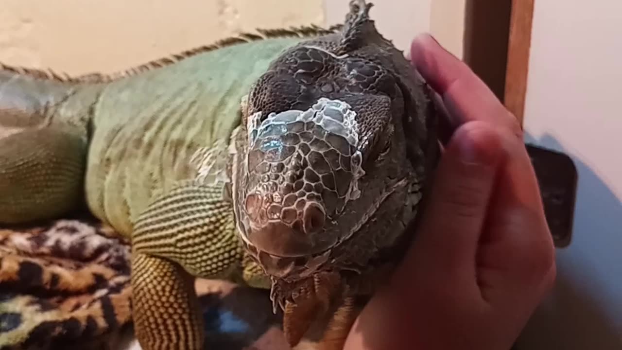 Some Love For An Itchy Iguana!