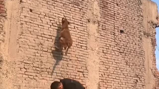 The Best Malinois dog jumping and climbing walls and trees video