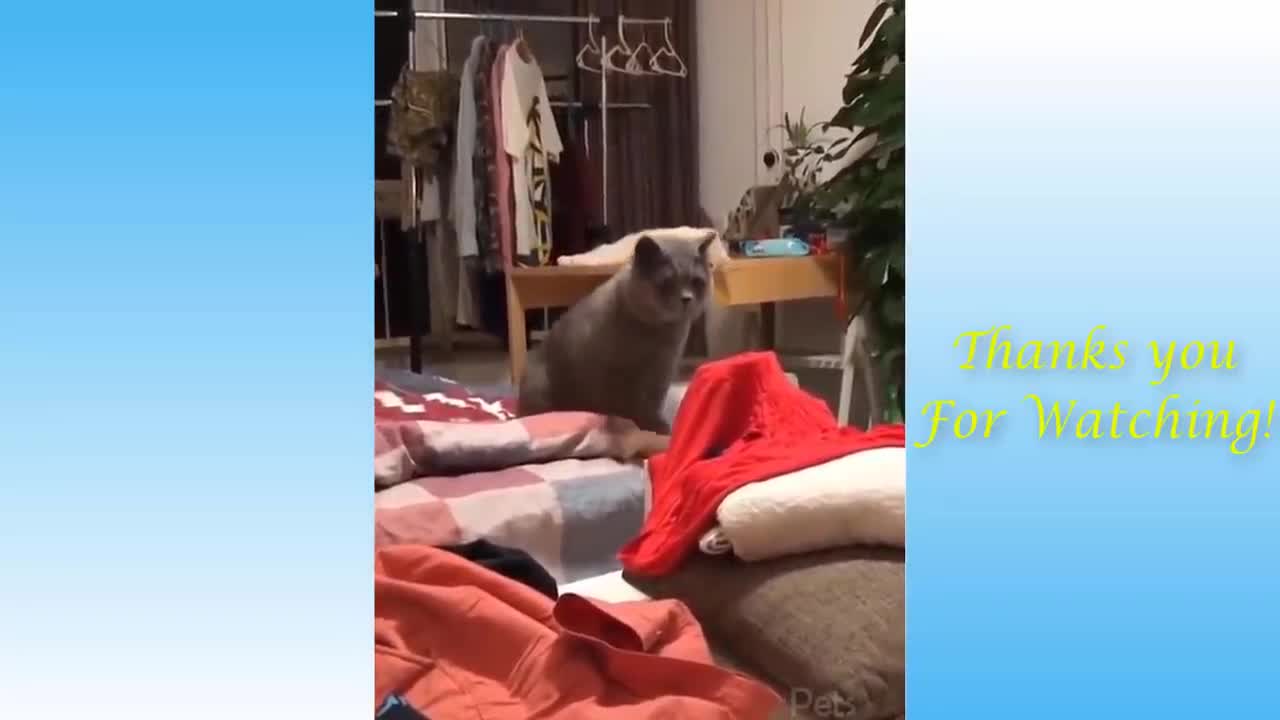 Top Funny Cat Videos of The Weekly - TRY NOT TO LAUGH