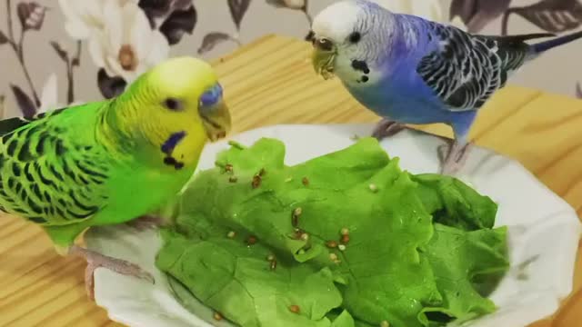 Today we have lettuce leaves for lunch