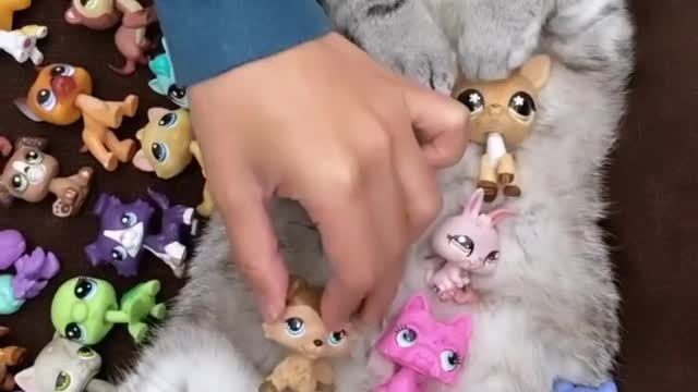 Cute cat