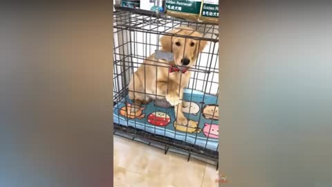 dog reaction to cutting dog cake