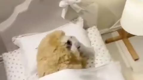 When just fell asleep