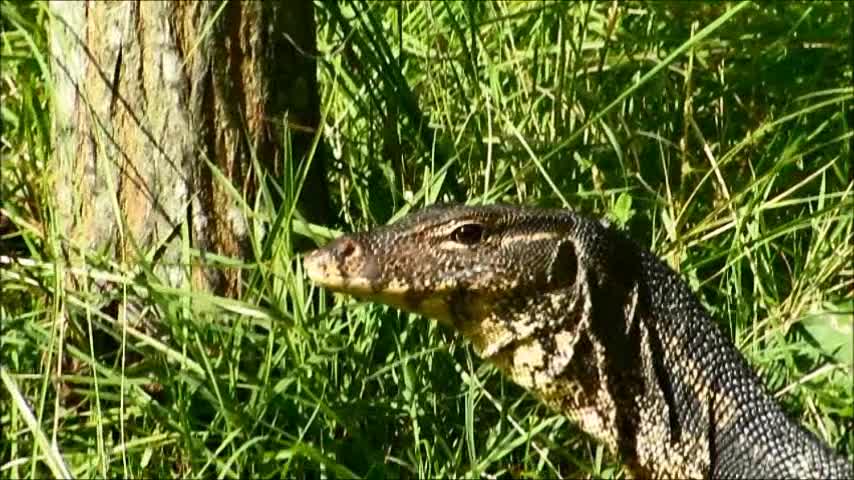 Enormous lizard spotted in front bungalow in Thailand