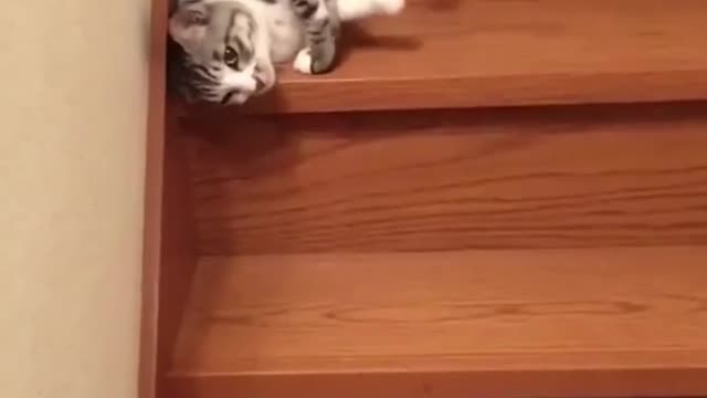 Funny lazy cat slides down the stairs 😂