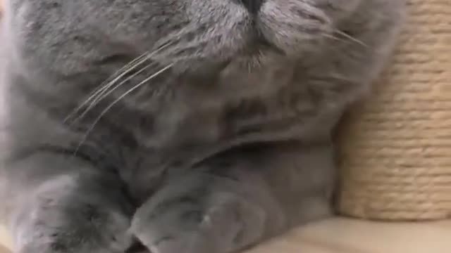 surprised cat - surprising your relatives with dream cat๐๐ฑ kitten surprise reaction