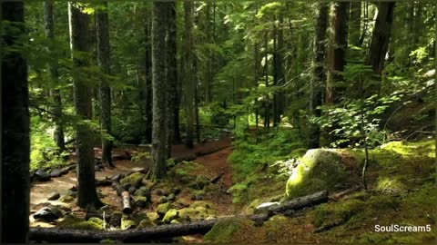Beautiful Soft Music For Peaceful Sleep Forest theme , Relaxation Meditation Video
