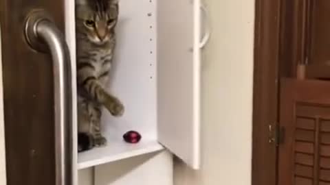 Funny cats and dogs #shorts videos 🐱🐈❤️❤️