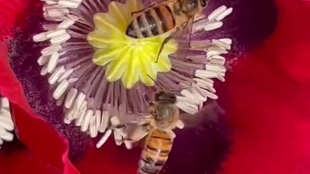 Happy Bees!!