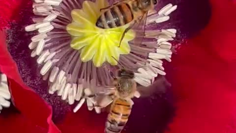 Happy Bees!!