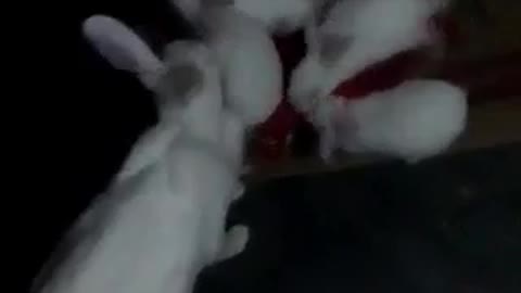 rabbit video #rumble