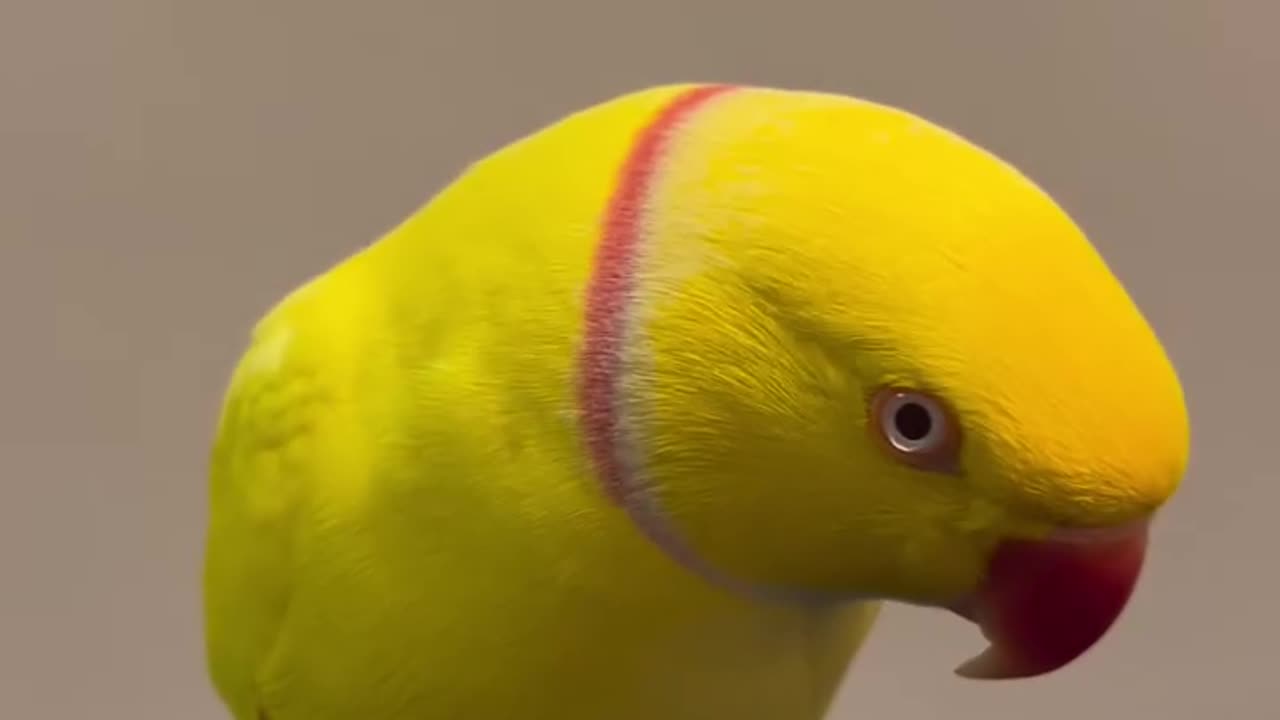 Ringneck Talking Parrot