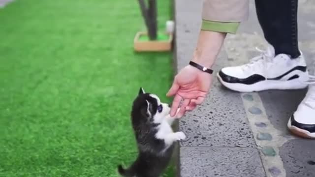 Little Husky