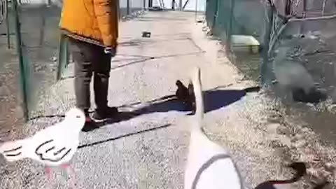 That's how you save a goose, and that's it. You're his friend now, whether you want it or not.