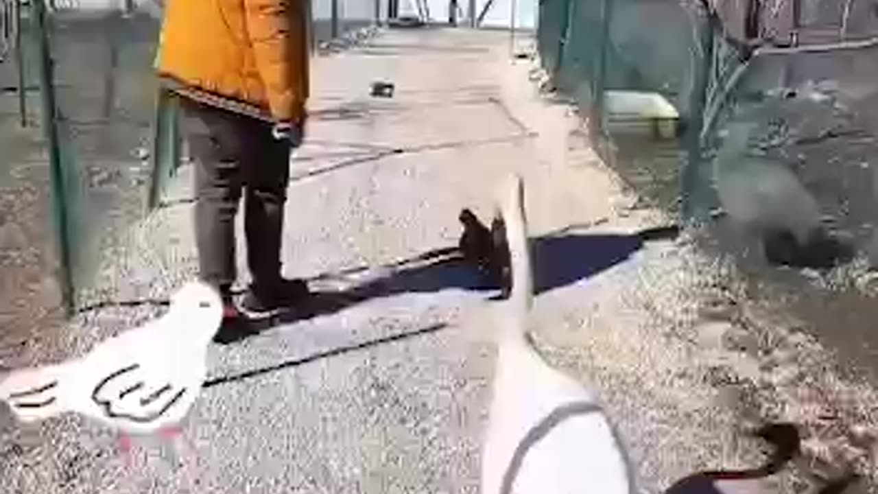 That's how you save a goose, and that's it. You're his friend now, whether you want it or not.