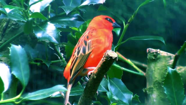 The beauty of the goldfinch